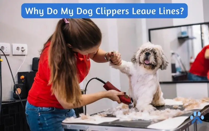 Why Do My Dog Clippers Leave Lines?