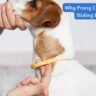 Why Prong Collar Keeps Sliding Down?