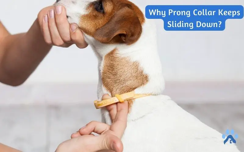 Why Prong Collar Keeps Sliding Down?