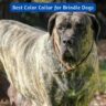 Best Color Collar for Brindle Dogs