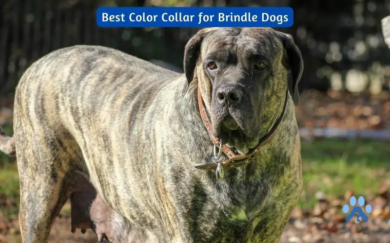 Unleash Style and Personality with the Best Color Collar for Brindle Dogs – Pets Guide