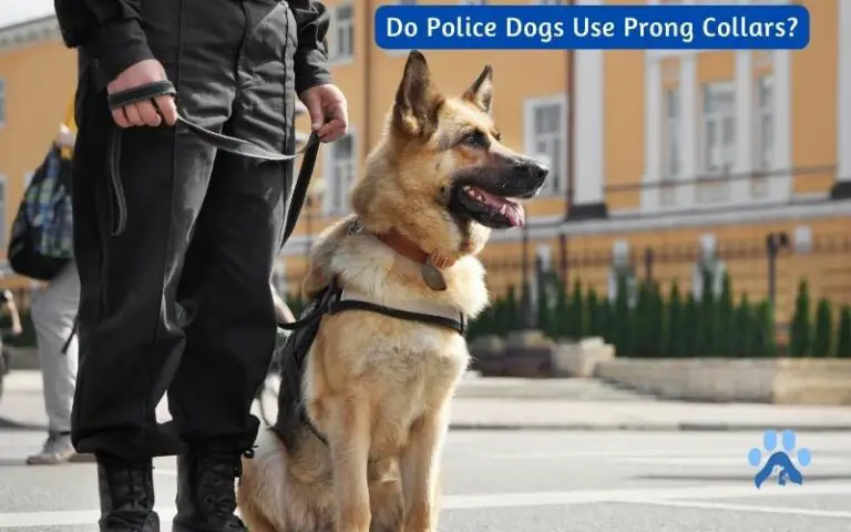 Unleashing the Truth: Do Police K9s Utilize Prong Collars for Training and Control?