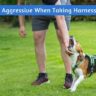 Dog Aggressive When Taking Harness Off