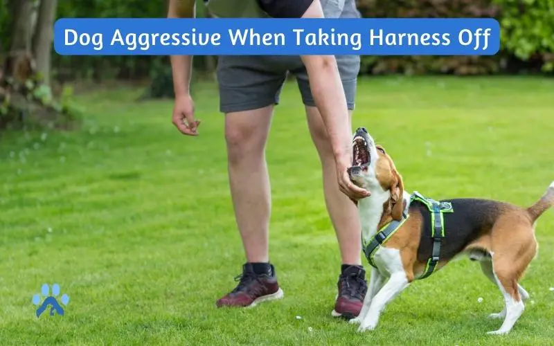 Dog Aggressive When Taking Harness Off