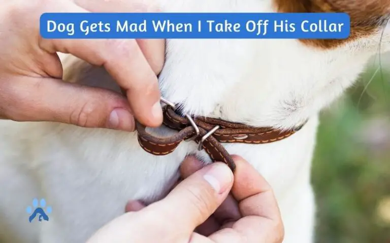 Why Does My Dog Gets Mad When I Take Off His Collar? – Pets Guide