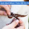 Why Does My Dog Gets Mad When I Take Off His Collar? - Pets Guide 3 Dog Gets Mad When I Take Off His Collar