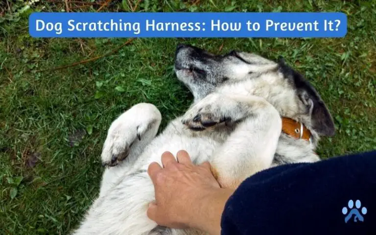 5 Reasons Why Your Dog Scratching Harness – How to stop it?