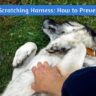 Dog Scratching Harness