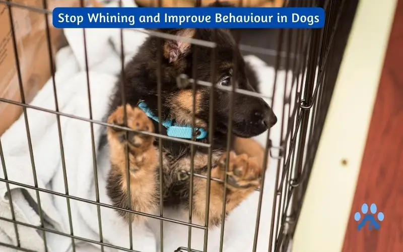 Stop Whining and Improve Behaviour in Dogs