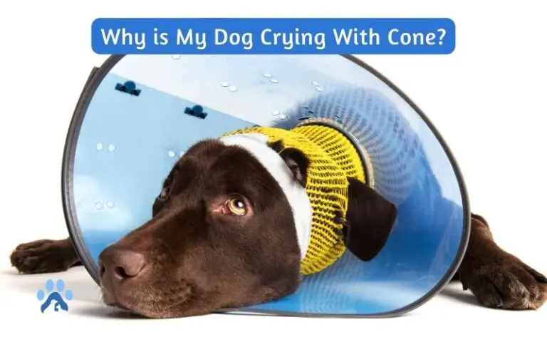 Why is My Dog Crying With Cone? Pets Guide