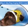 Why is My Dog Crying With Cone?