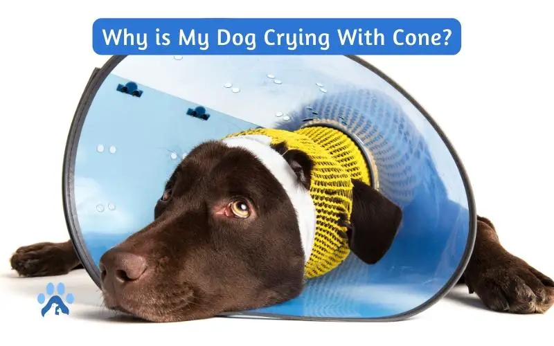 Why is My Dog Crying With Cone?
