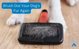 Brush Out Your Dog's Fur