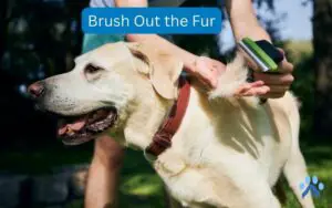 Brush Out the Fur