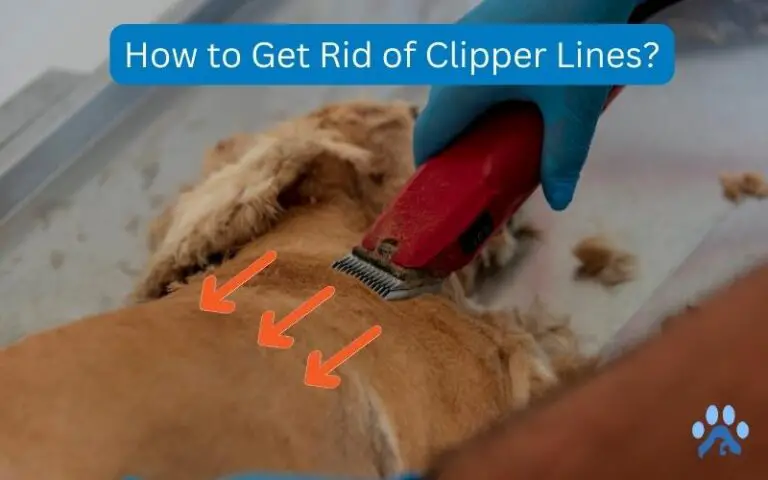 How to Get Rid of Clipper Lines? – Pets Guide