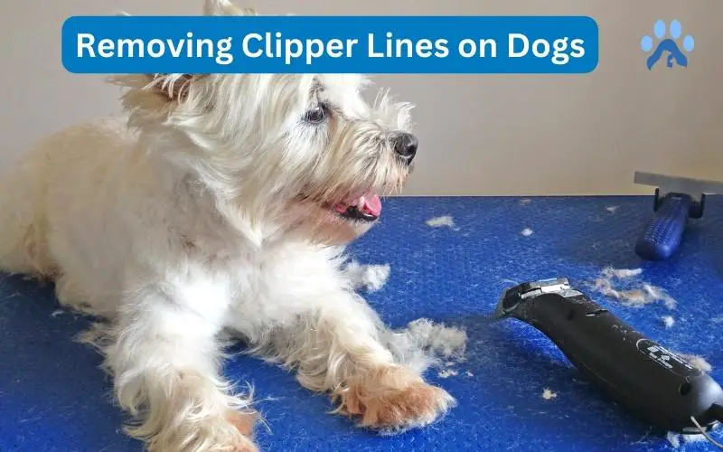Removing Clipper Lines on Dogs