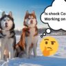 Shock Collar Not Working on Husky