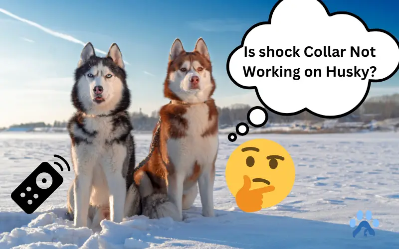 Shock Collar Not Working on Husky – Causes, Troubleshooting & Training