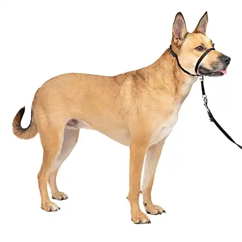 PetSafe Gentle Leader Headcollar, No-Pull Dog Collar, Perfect for Leash & Harness Training, Stops Pets from Pulling and Choking on Walks, Medium, Black