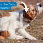 Stop the Itch: Solutions for Dogs Who Constantly Scratch Their Collars 7 Dog Scratches Collar Constantly