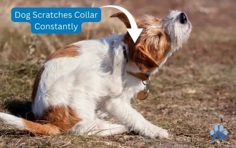 Stop the Itch: Solutions for Dogs Who Constantly Scratch Their Collars