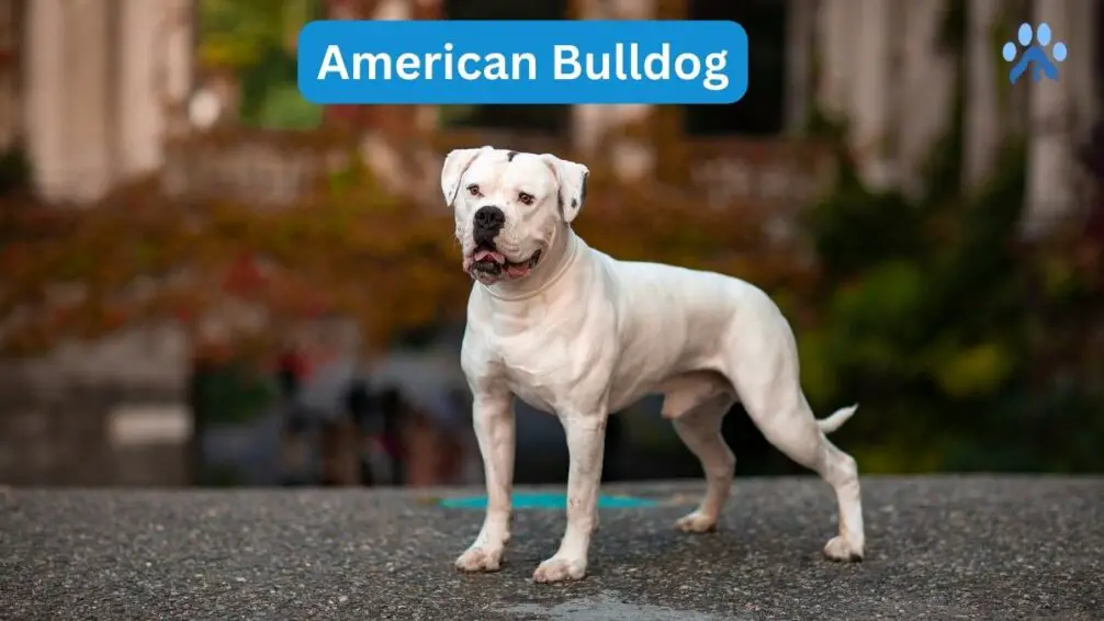American Bully Breed's Ancestors - American Bulldog