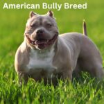 American Bully Breed: A Comprehensive Guide 1 American Bully Breed