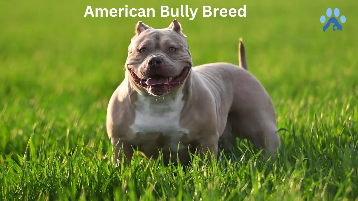 American Bully Breed