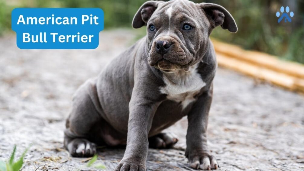 American Bully Breed's Ancestors - American Pit Bull Terrier