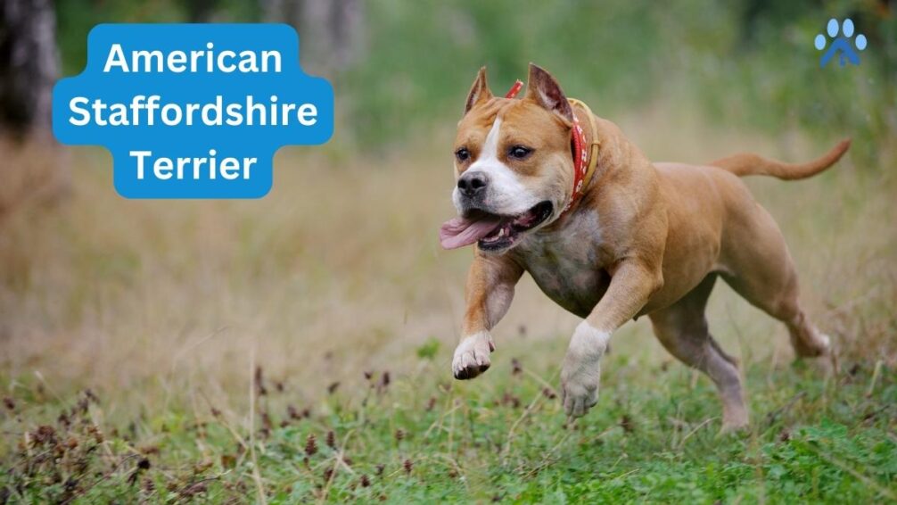 American Bully Breed's Ancestors - American Staffordshire Terrier