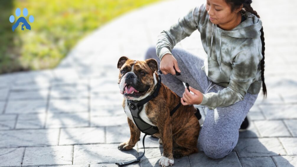 Dog Bites When Putting on Harness