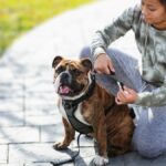 Dog Bites When Putting on Harness