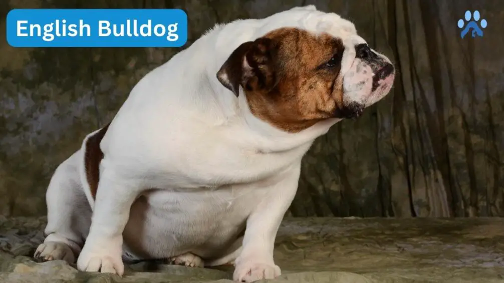 American Bully Breed's Ancestors - English Bulldog