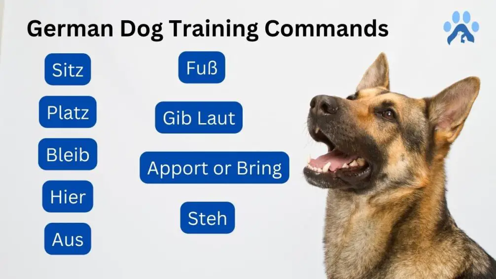 German Dog Training Commands How To Train Your Dog Like A Pro