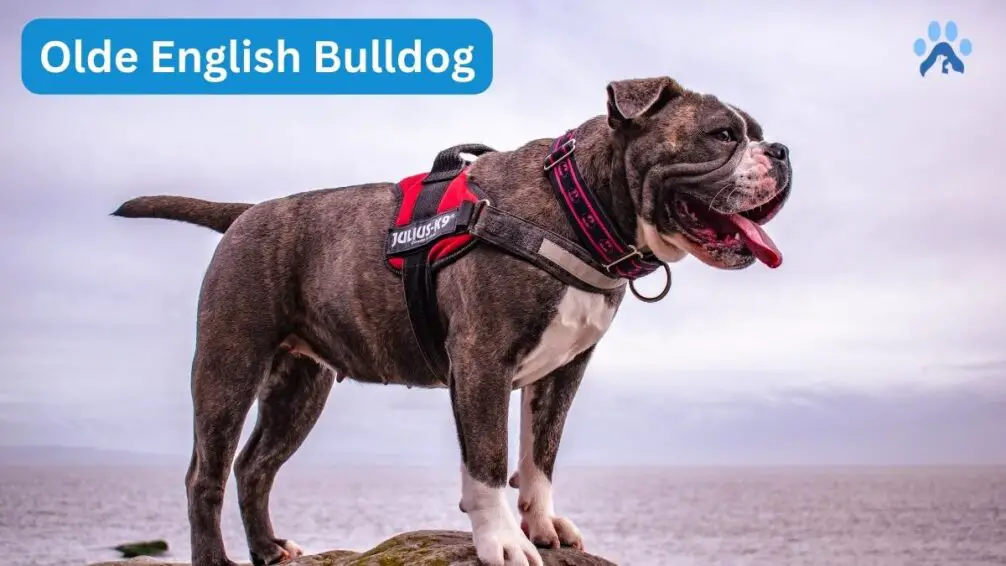 American Bully Breed's Ancestors - Olde English Bulldog