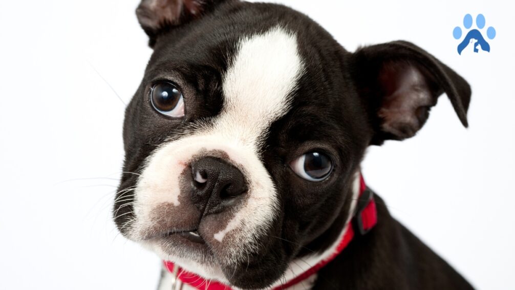 Puppy Depressed with Collar