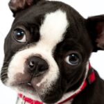 Puppy Depressed with Collar