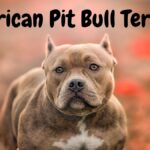 American Pit Bull Terrier: A Complete Guide to Ownership, Training, and Care 6 American Pit Bull Terrier