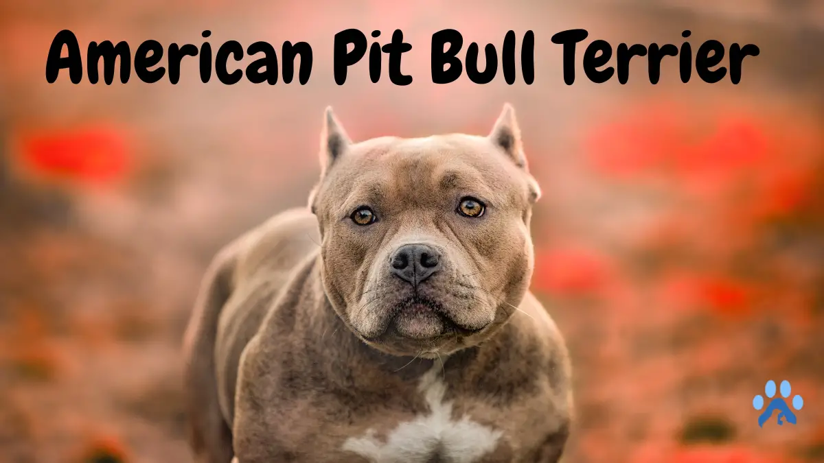 American Pit Bull Terrier: A Complete Guide to Ownership, Training, and Care