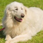 Bark Collar for Great Pyrenees