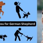 Best Harness for German Shepherd