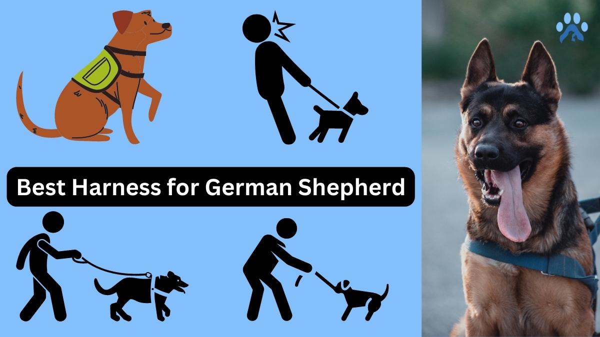 Best Harness for German Shepherd: Top Picks for Comfort and Safety