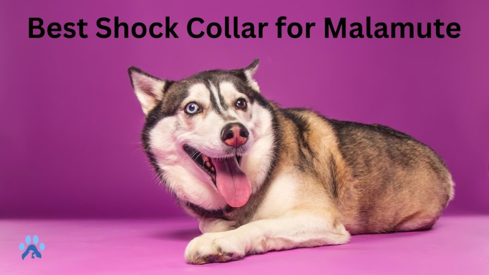 Best Shock Collar for Malamute