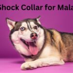 Best Shock Collar for Malamute