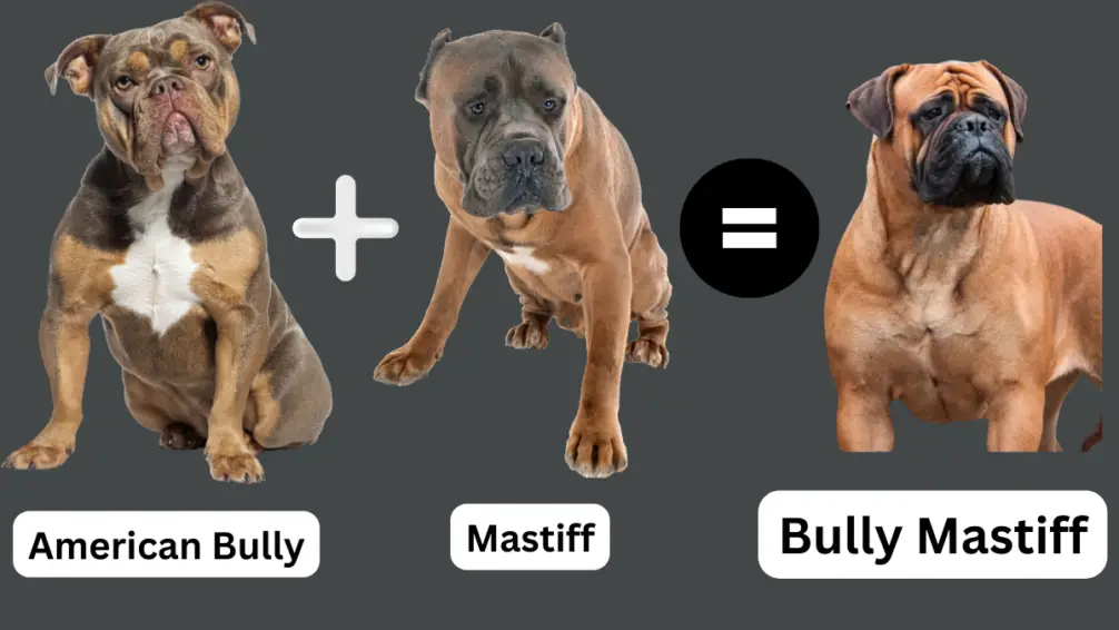 Bully Mastiff = American Bully + Mastiff
