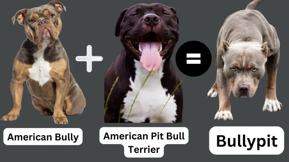 Bullypit = American Bully + American Pit Bull Terrier