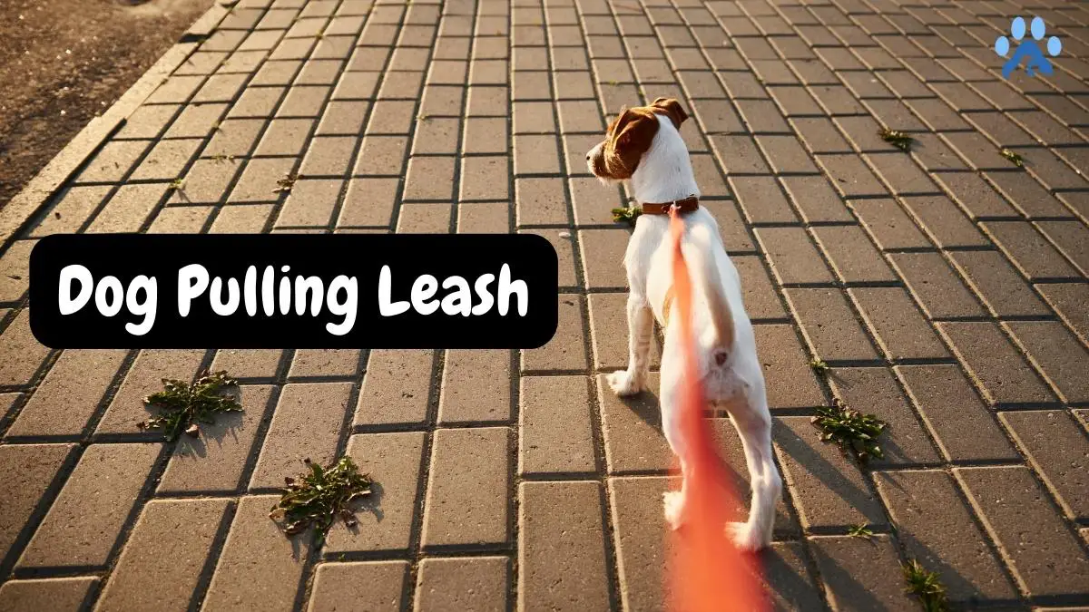 Dog Pulling Leash