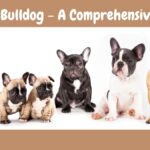 French Bulldog - A Comprehensive Guide to Care, Training, and Ownership 10 French Bulldog