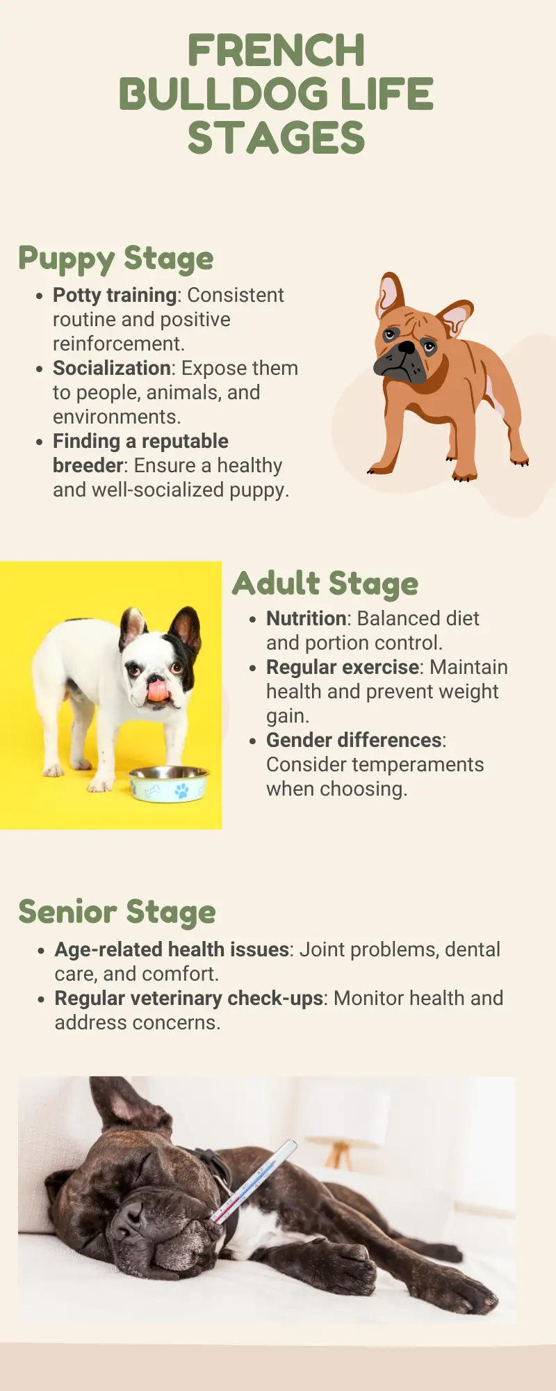 French Bulldog Life Stages