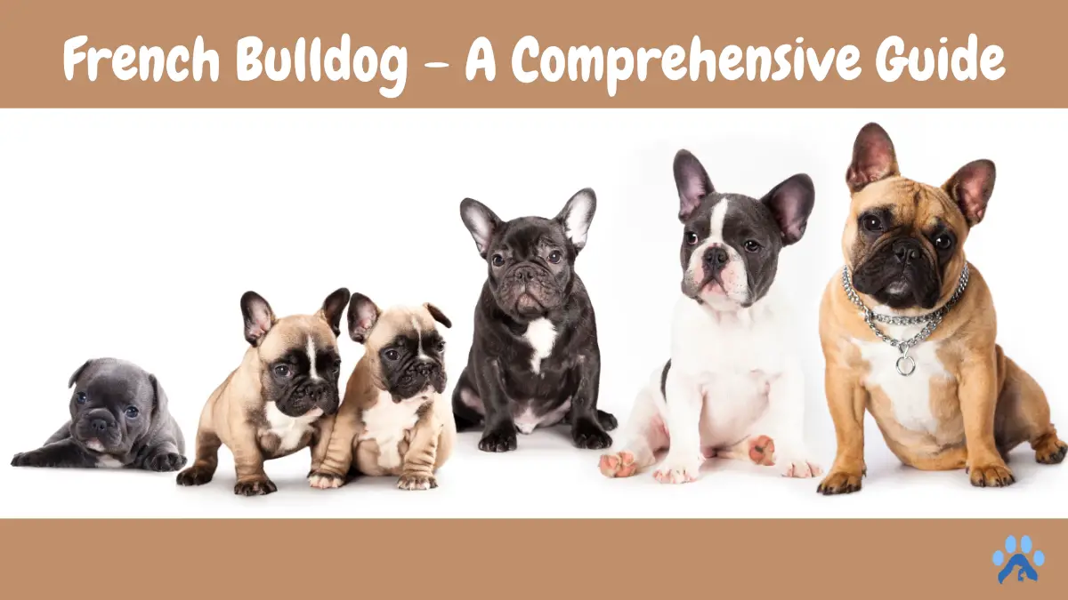 French Bulldog – A Comprehensive Guide to Care, Training, and Ownership